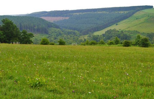 View Of Ellerburn bank And Dalby Forest