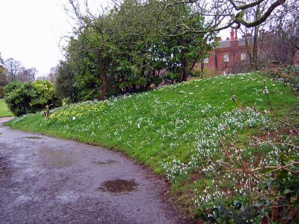 A Bank Of Snowdrops