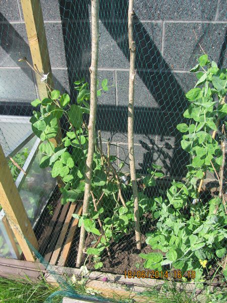 Starting to Grow - peas