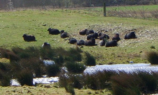 Hebridean Sheep Avoiding The Wind