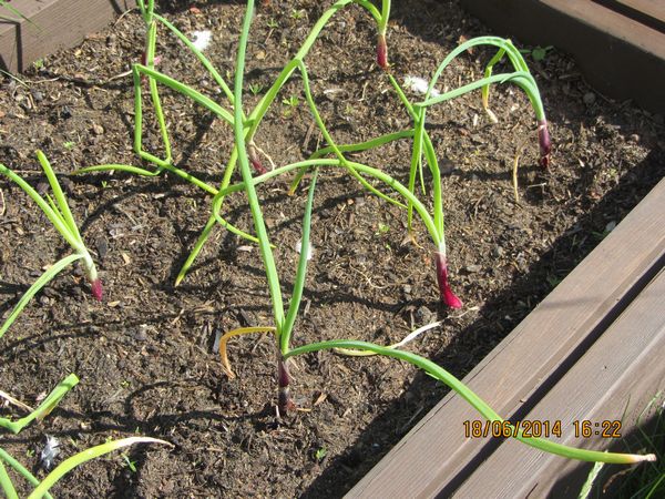 Starting to Grow - red onions