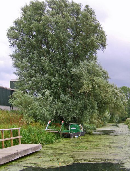 Willow On The Canalside