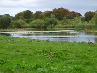The Lake and Greylag Geese