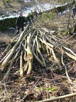 We produced timber for coppice products