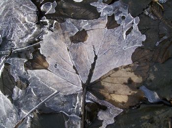 Leaves beneath a frozen puddle