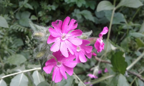 Red Campion 