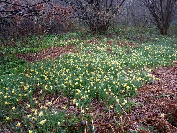 Wild Daffodil Display