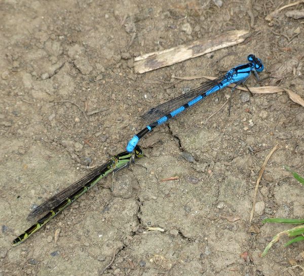 Common Blue Damselflies Mating