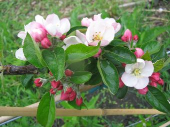 Blossom on the Ashmead's Kernal espalier, May 09