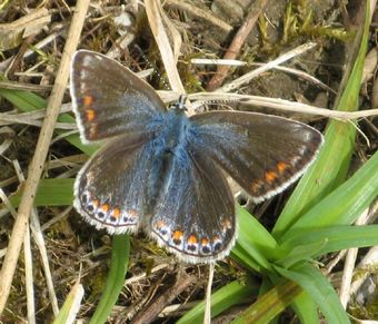 Moses Gate, common blue