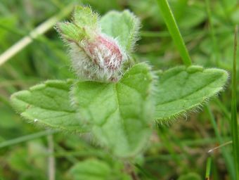 Gall on speedwell Lathkill Dale