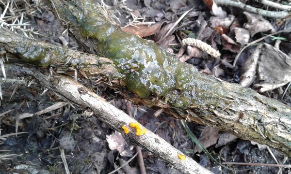 Slime Mould on gorse