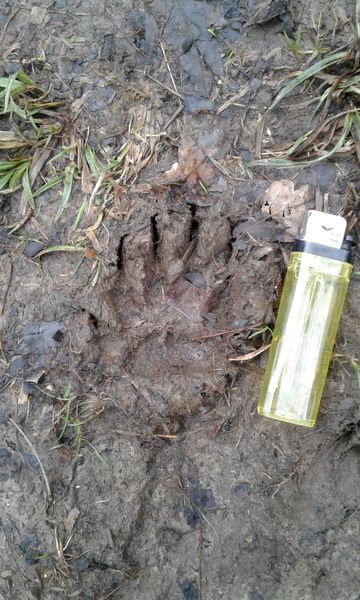 Badger footprint