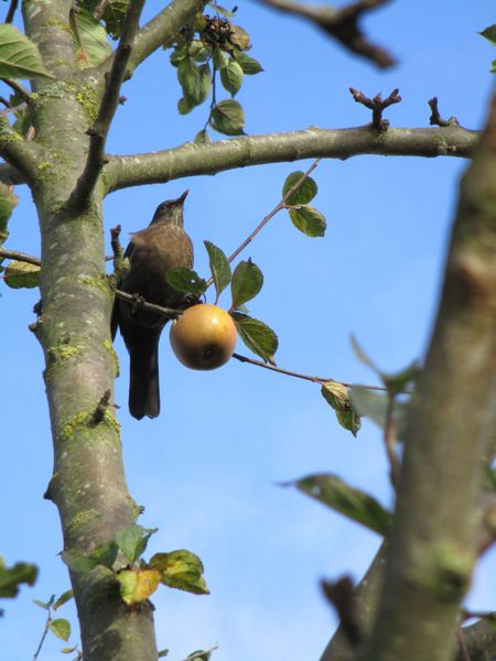 Blackbird eating the last of the apples