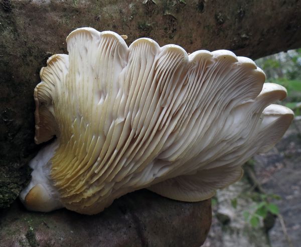 Summer Oyster Fungus Underside