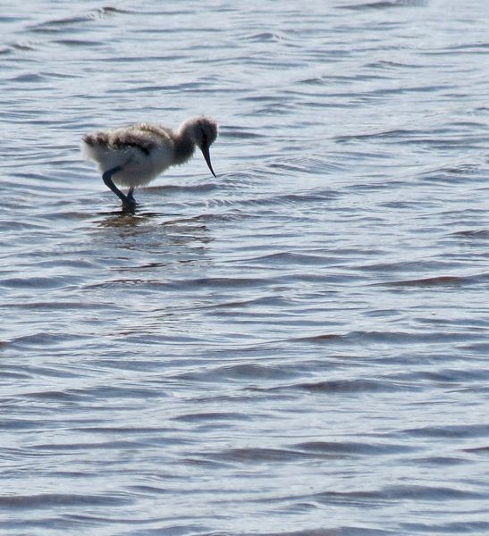 Avocet Chick Going It Alone