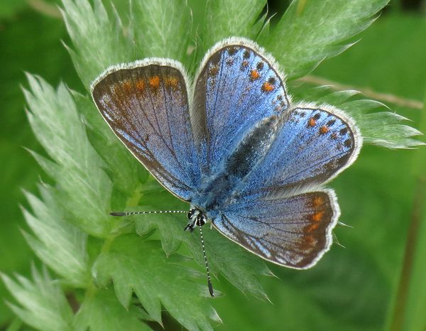 Female Common Blue Butterfly
