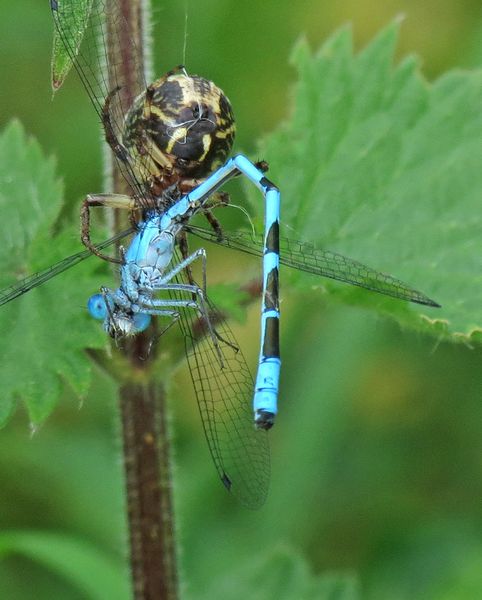 Damselfly For Lunch