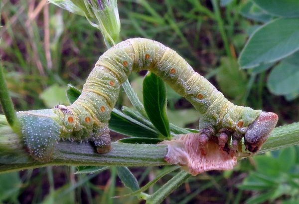 Peppered Moth Caterpillar