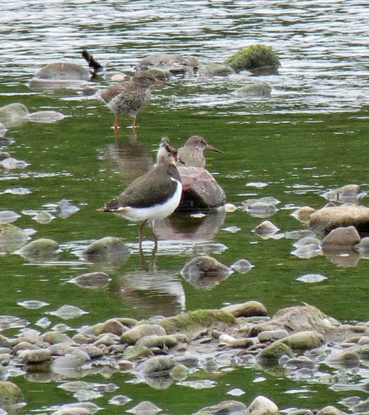 Lapwing and Redshank