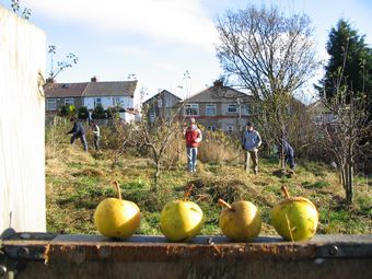 Redcliffe Community Orchard, Nov 2007
