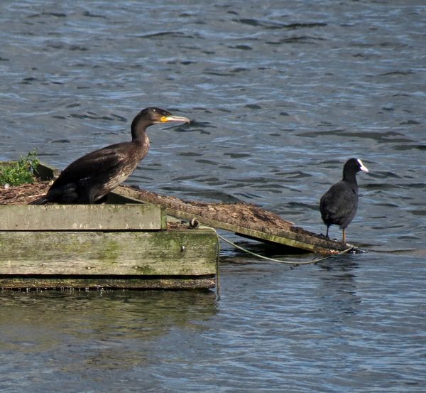 Cormorant and Coot