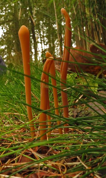 Pipe Club Fungus