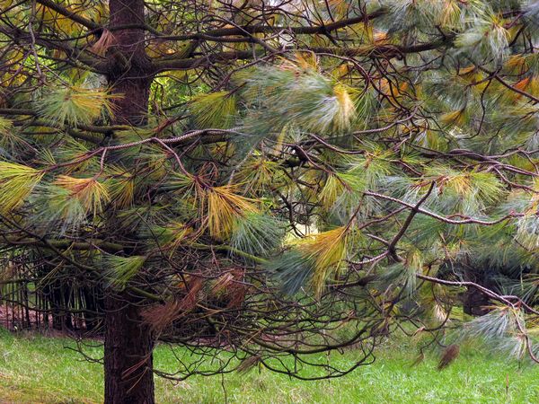 Bhutan Pine