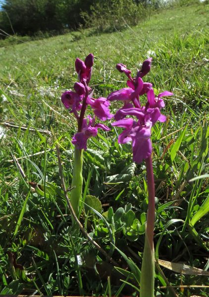 Early Purple Orchids