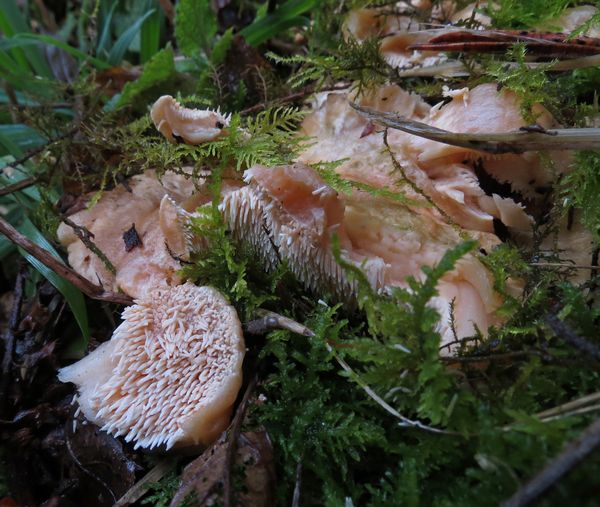 Wood Hedgehog Fungus