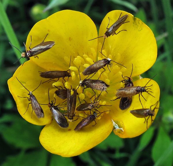 An Attractive Buttercup To Micropterix Calthella