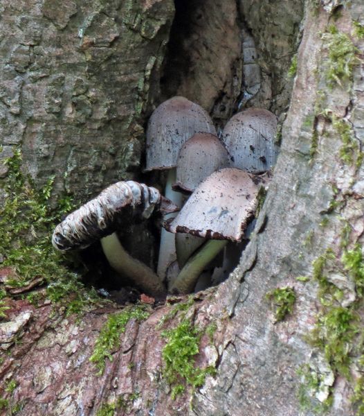 Inkcaps In A Tree Hole