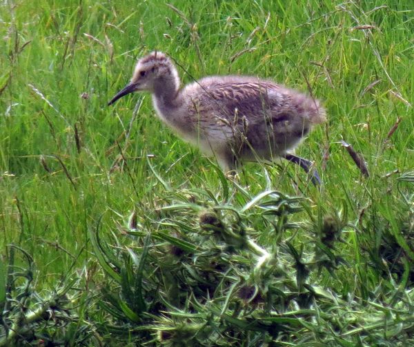 Young Curlew
