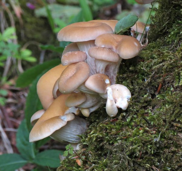 Pleurotus Fungi