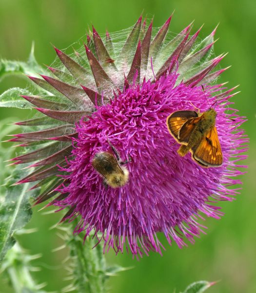 Bee And Large Skipper On Thistle