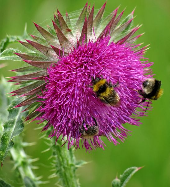 Bees On Thistle