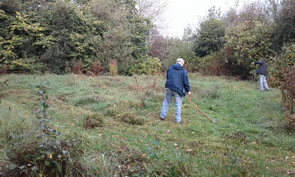 Meadow cutting Oct 2017