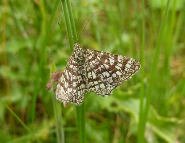 Latticed heath moth