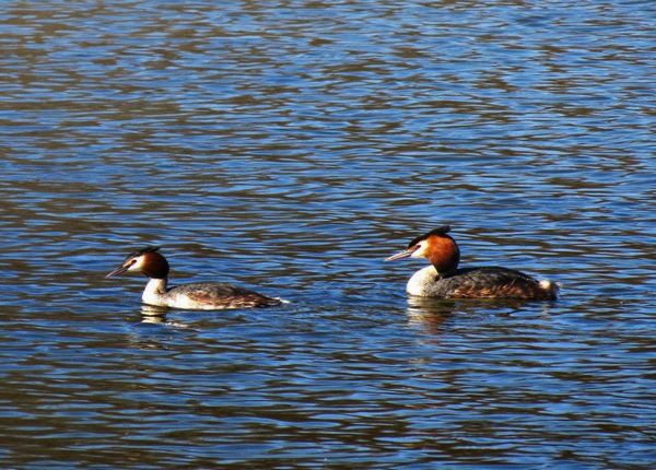 Mr and Mrs Grebe
