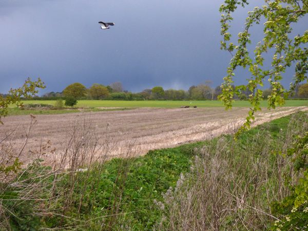 Lapwing Over Field