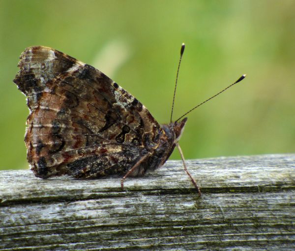 Red Admiral Underwing