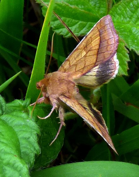 Bordered Sallow Moth