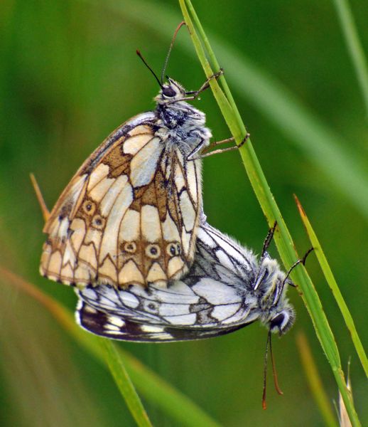 Mating Marbled Whites