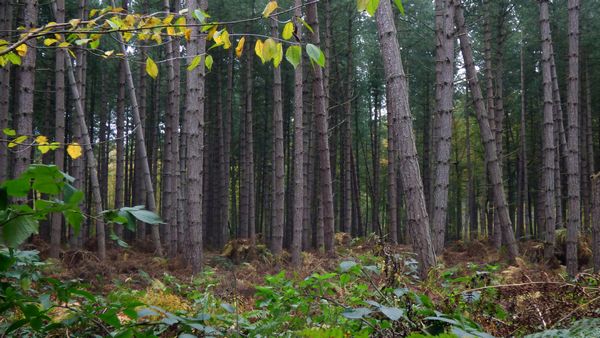 Haw Park Wood