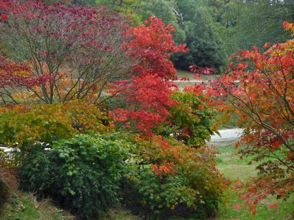 A Variety Of Autumn Colours