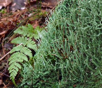 Moss and Fern