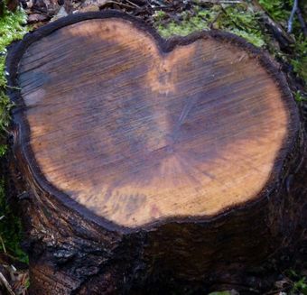 Heart Shaped Tree Stump
