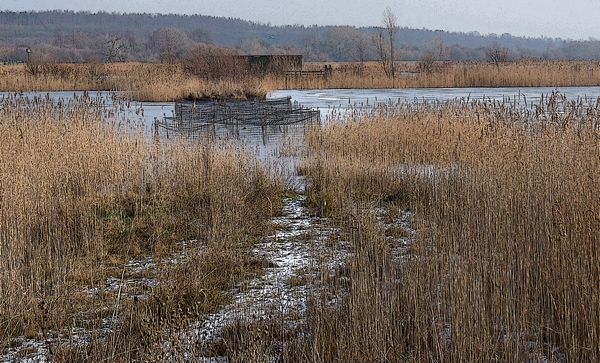Reedbeds and Hide
