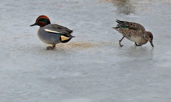 Mr and Mrs Teal