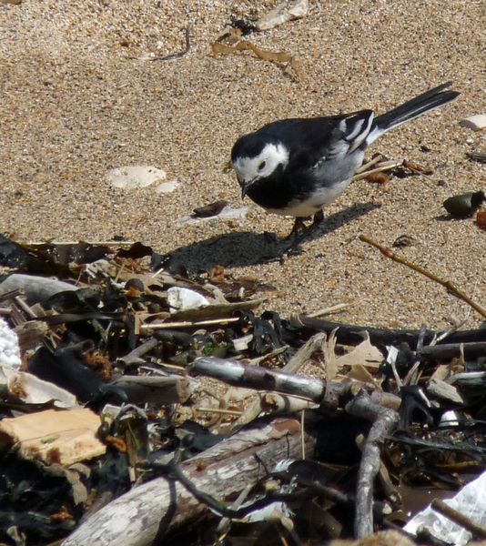 Scavenging Pied Wagtail